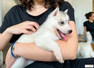Puppy care: 7-week-old, vaccinated, healthy, and playful (11:25 - 12:40)